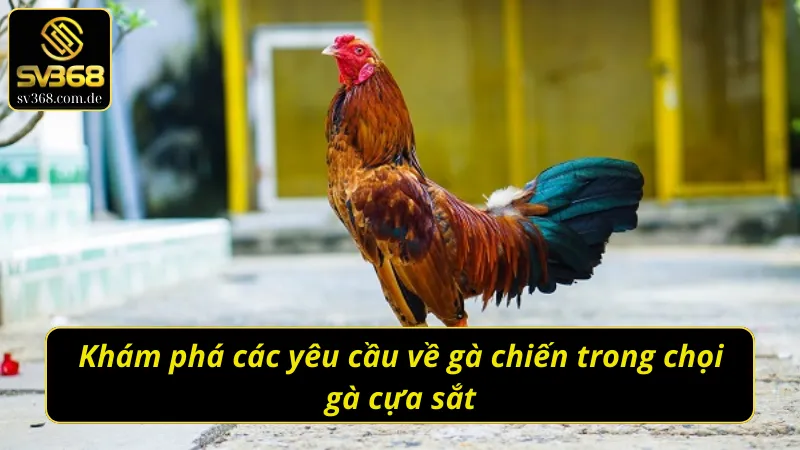 Yêu cầu chiến kê trong đá gà cựa sắt – Thể lực bền bỉ, phản xạ nhanh và khả năng ra đòn chính xác